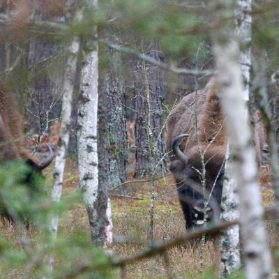 European Bison In The Białowieża Forest