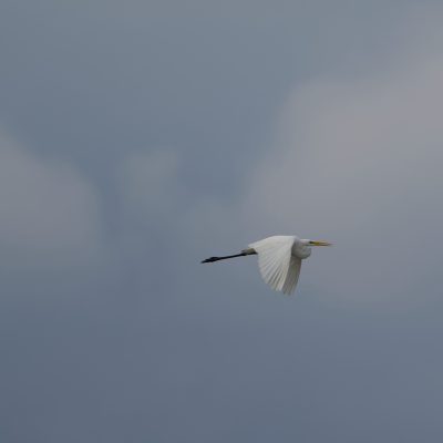 Great White Egret In The Biebrza Marshes