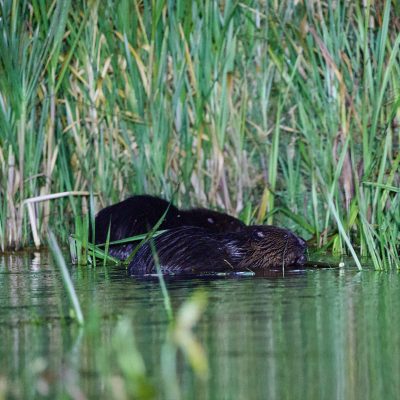 Beaver In The Biebrza Marshes