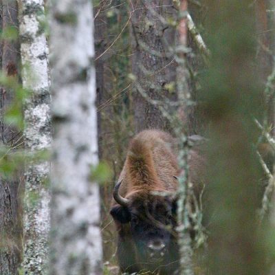European Bison In The Białowieża Forest