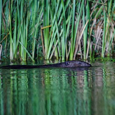 Beaver In The Biebrza Marshes