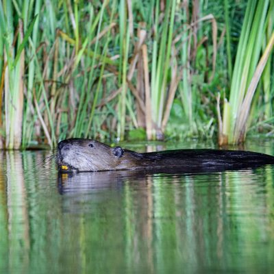 Beaver In The Biebrza Marshes