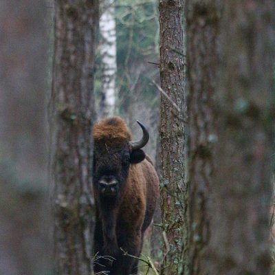 European Bison In The Białowieża Forest