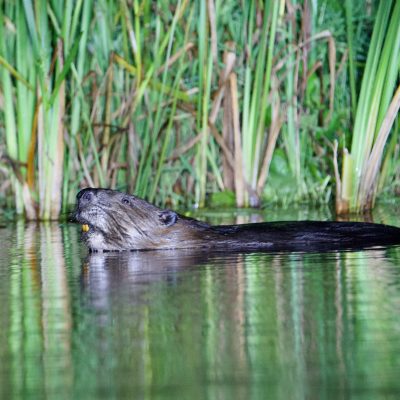 Beaver In The Biebrza Marshes