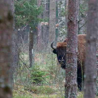 European Bison In The Białowieża Forest
