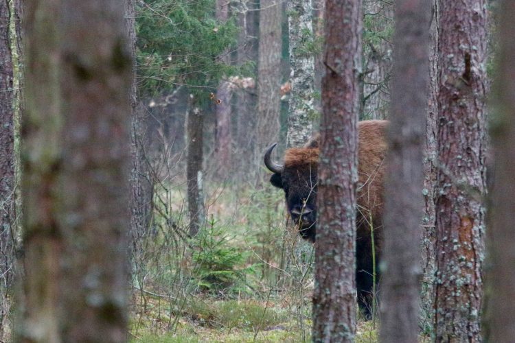European Bison In The Białowieża Forest