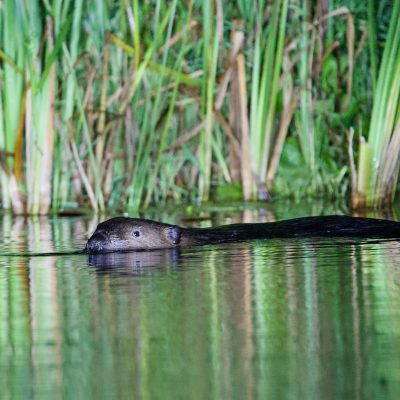 Beaver In The Biebrza Marshes
