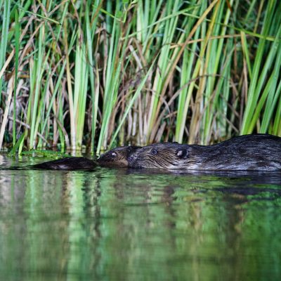 Beaver In The Biebrza Marshes