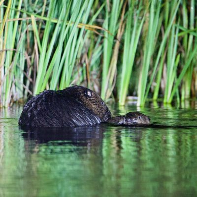 Beaver In The Biebrza Marshes