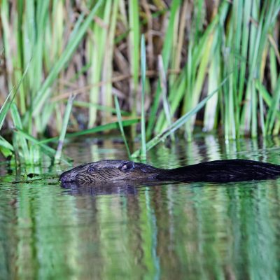Beaver In The Biebrza Marshes