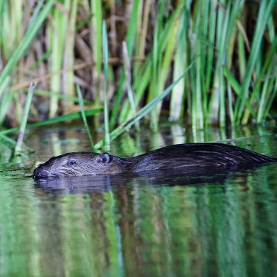 Beaver In The Biebrza Marshes
