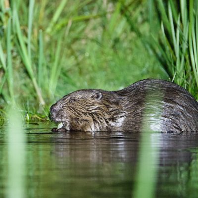 Beaver In The Biebrza Marshes