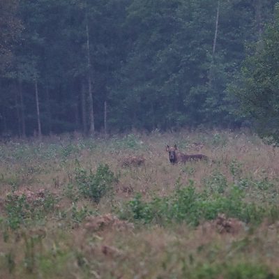 Elk(moose) In The Biebrza Marshes