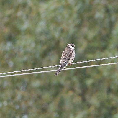 Red-footed Falcon In The Biebrza Marshes