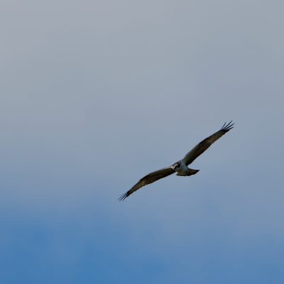 Osprey In The Biebrza Marshes
