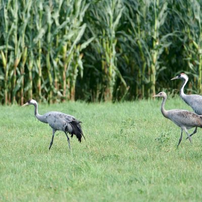 Cranes In The Biebrza Marshes