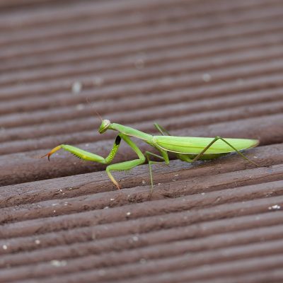 Praying Mantis In The Biebrza Marshes