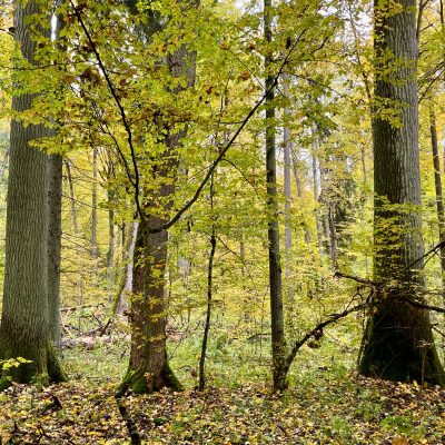 Białowieża Forest In Autumn