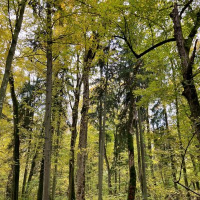 Białowieża Forest In Autumn