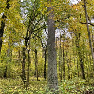 Białowieża Forest In Fall