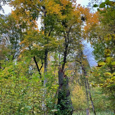 Białowieża Forest In Fall