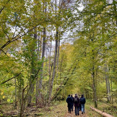 Białowieża Forest In Fall
