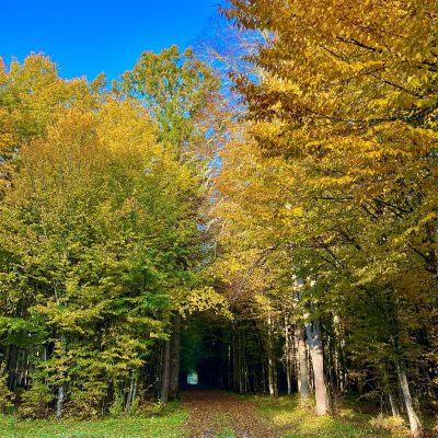 Białowieża Forest In Autumn
