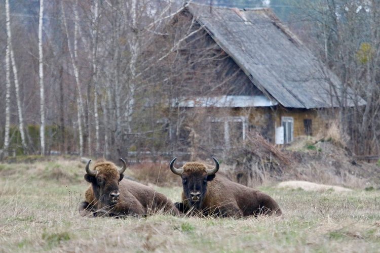 Bison In The Białowieża Forest