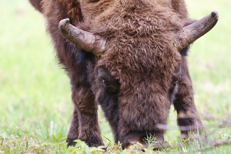 Bison In The Białowieża Forest