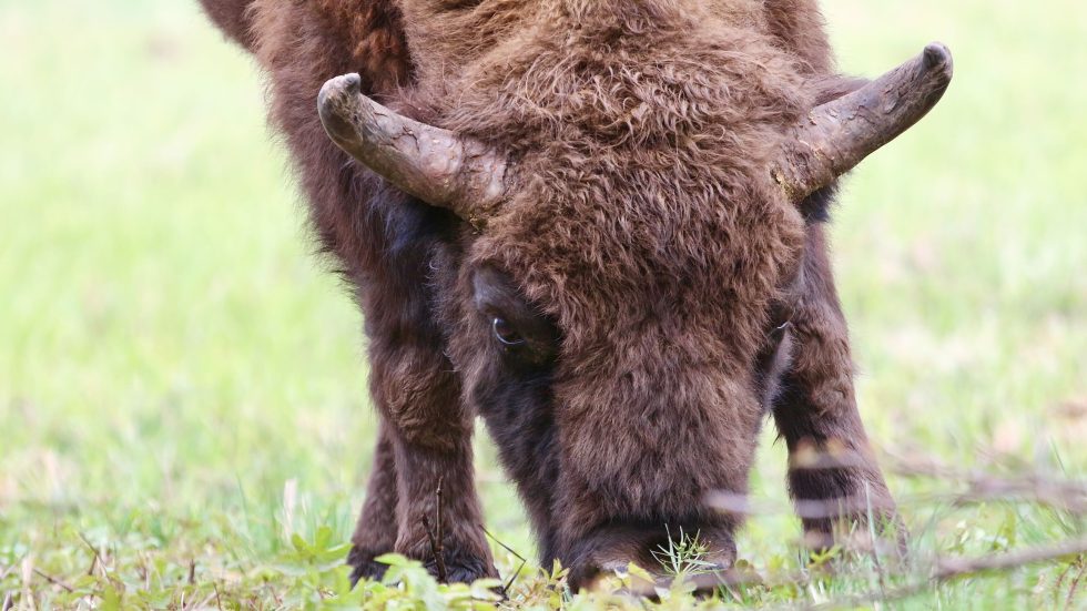 Bison In The Białowieża Forest