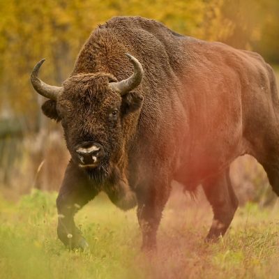 Bison Photographed By Our Customer - Raphaël Van Ypersele
