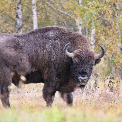 European Bison In The Białowieża Forest