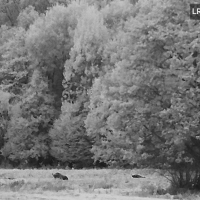 Watching European Bison In The Białowieża Forest