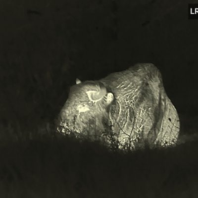 Watching European Bison In The Białowieża Forest