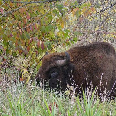 Watching European Bison In The Białowieża Forest