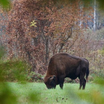 European Bison In The Białowieża Forest