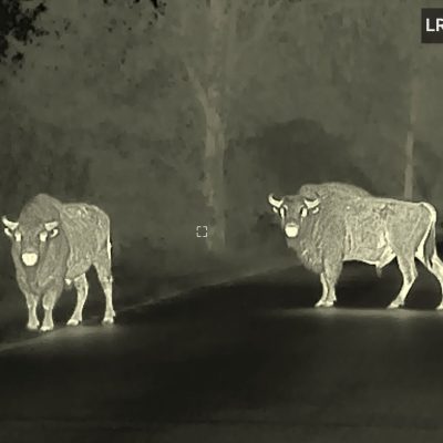 European Bison In The Białowieża Forest