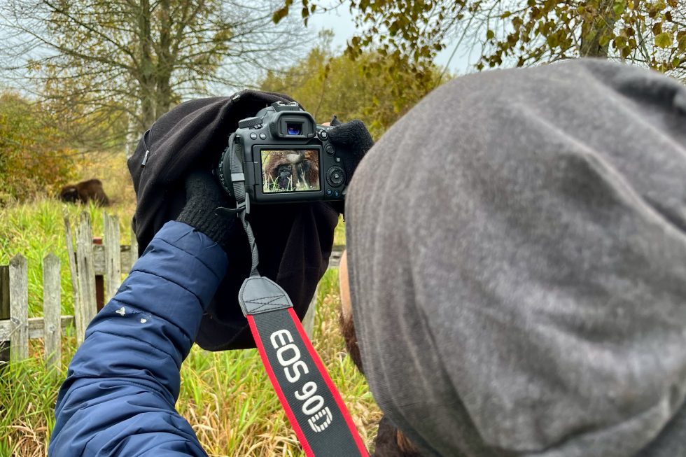 Photographing Wild European Bison In The Białowieża Forest