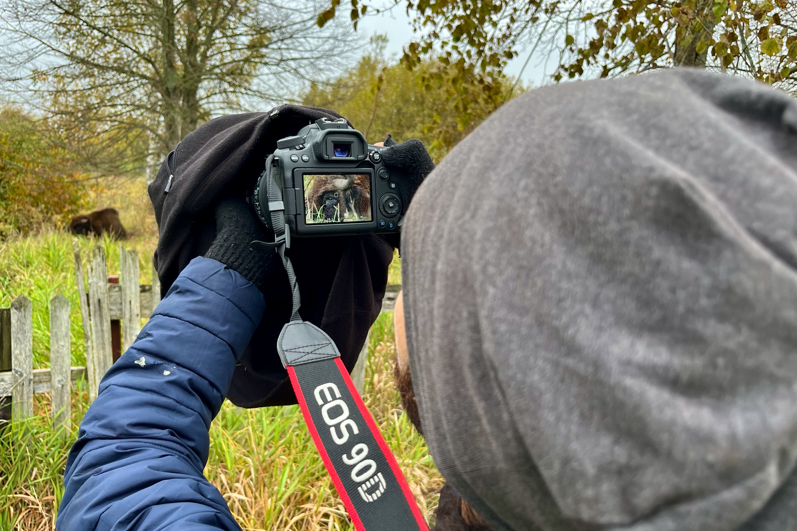 Photographing wild European Bison in the Białowieża Forest