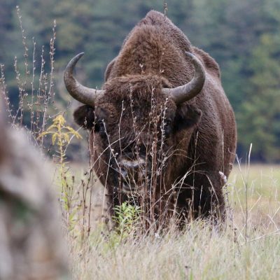 Photographing European Bison In The Białowieża Forest