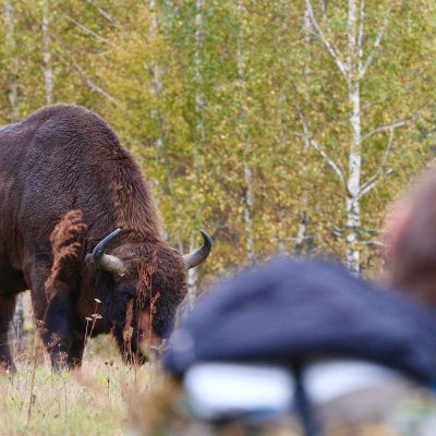 Photographing European Bison In The Białowieża Forest