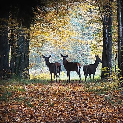 Red Deer In The Białowieża Forest