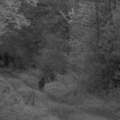 Wolf In The Białowieża Forest