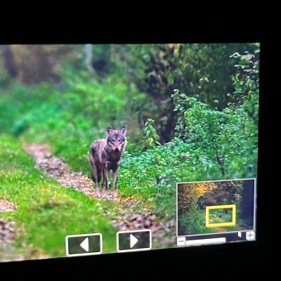 Wolf In The Białowieża Forest Photographed By Our Customer - Raphaël Van Ypersele