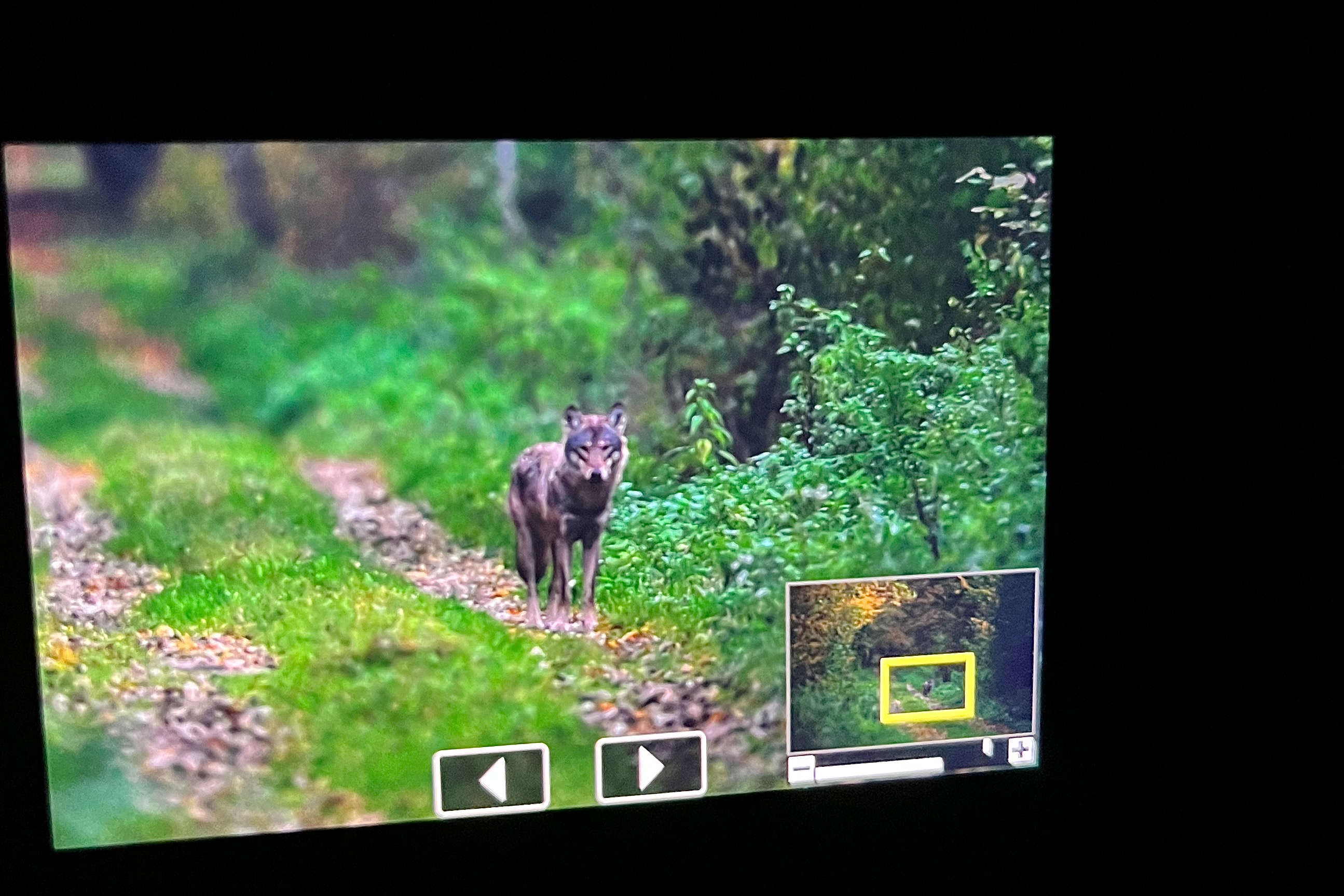 Wolf in the Białowieża Forest photographed by our customer - Raphaël van Ypersele