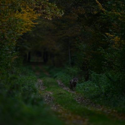 Wolf Photographed By Our Customer - Raphaël Van Ypersele