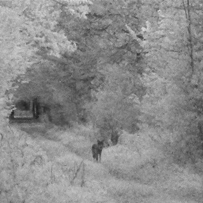 Wolf In The Białowieża Forest