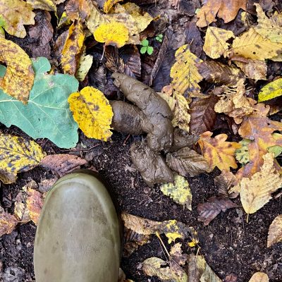 Wolf Dropings In The Białowieża Forest