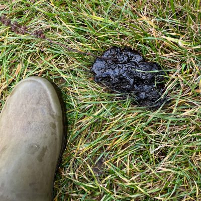 Wolf Scat In The Białowieża Forest