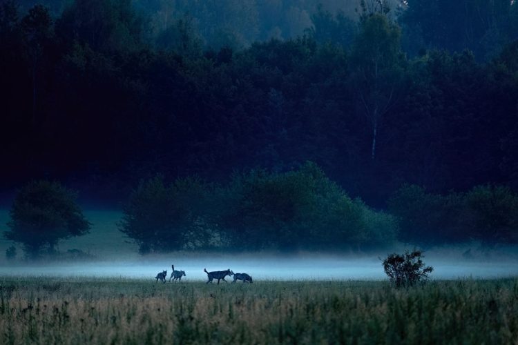 Wolves In The Białowieża Forest At Dawn, Photo By Adam Buszko